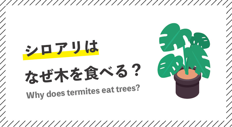 シロアリはなぜ木を食べる？