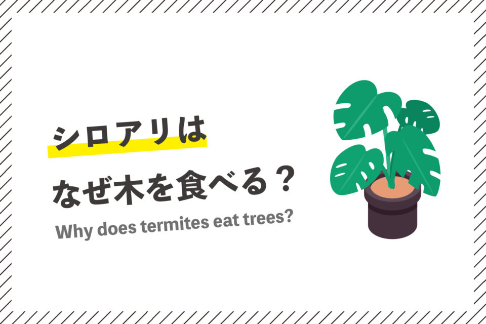 シロアリはなぜ木を食べる？